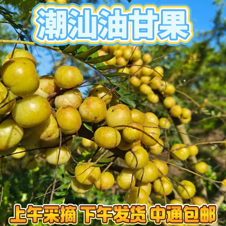 2025新鲜油甘果 潮汕特产 余甘果生吃煲汤榨汁崩坎油柑果 牛甘子