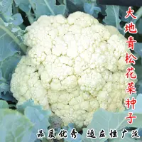 花菜种子种苗花菜苗秧苗西兰花苗蔬菜宝塔四季阳台菜苗种菜苗