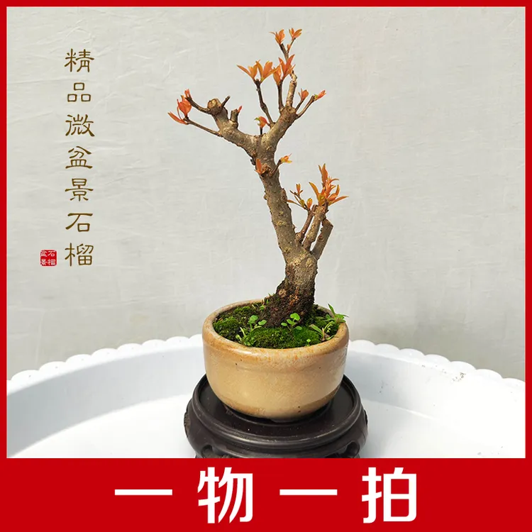 石榴微盆景小品掌中宝精品紫玉宫灯石榴开花植物一物一拍带盆发货