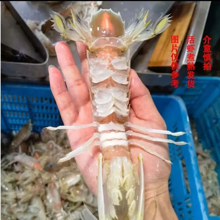 龙_北海深海皮皮虾虾姑濑尿虾国产富贵虾虾爬子顺丰熟冻3斤发货