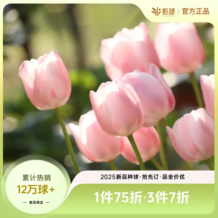 HONGYUE/虹越进口荷兰郁金香种球自然球花园阳台土培花球耐寒球根