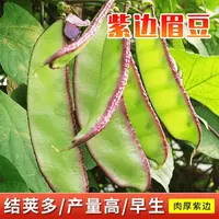 【满五包包邮】紫边眉豆苗种子爬藤全红青扁豆苗四季豆角种子