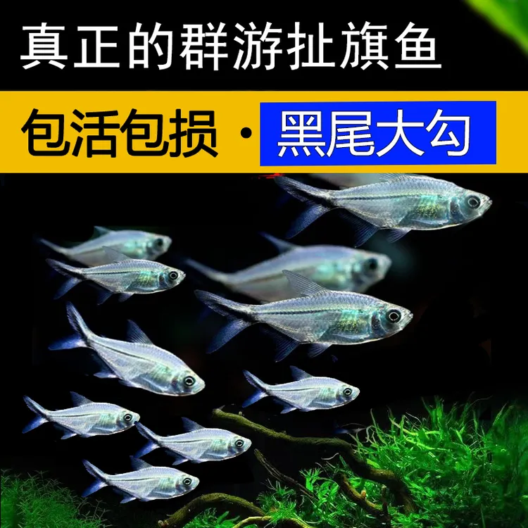 小型群游黑尾大勾扯旗热带鱼淡水观赏鱼草缸群黑尾灯鱼新手易养鱼