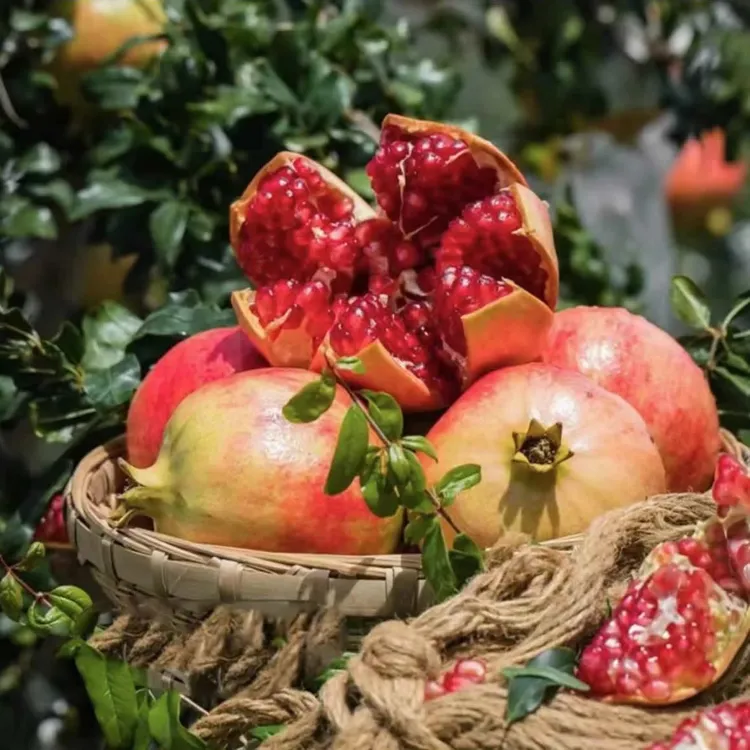 【品种苗】红宝石软籽南北方种植阳台庭院盆栽地栽