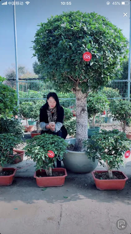 精品四季桂花，大型桂花树盆景桂花基地直发直播间一物一拍