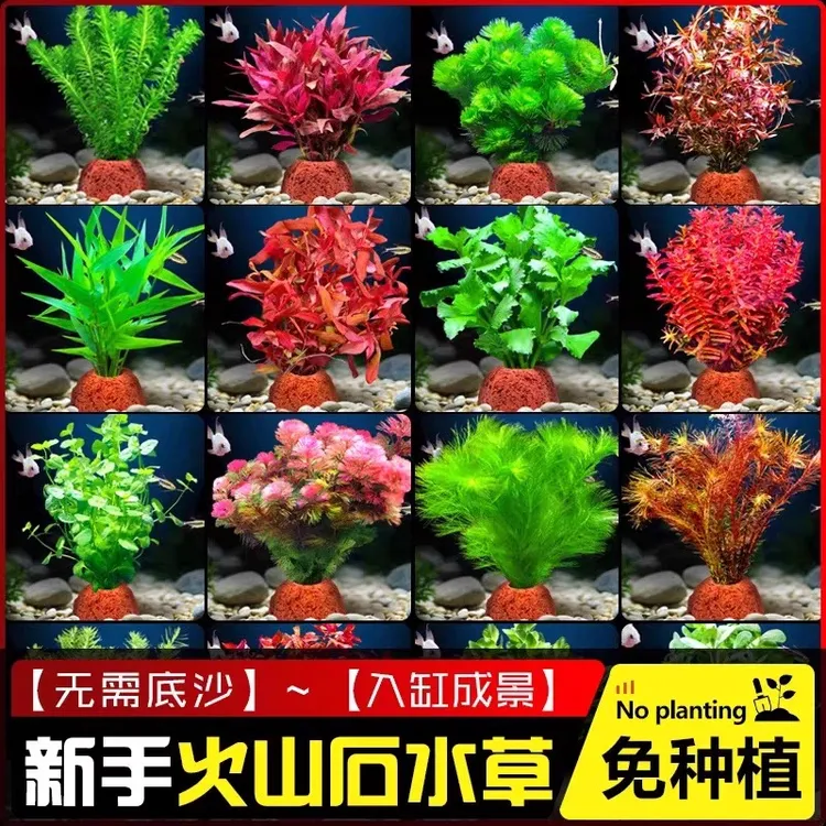 水草植物专用鱼缸造景摆件水培植物蜈蚣增氧火山石全套小鱼缸水草