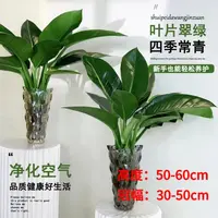 拍一发二大王金钻绿公主50-60cm高夏季好养护易活室内桌面不带盆