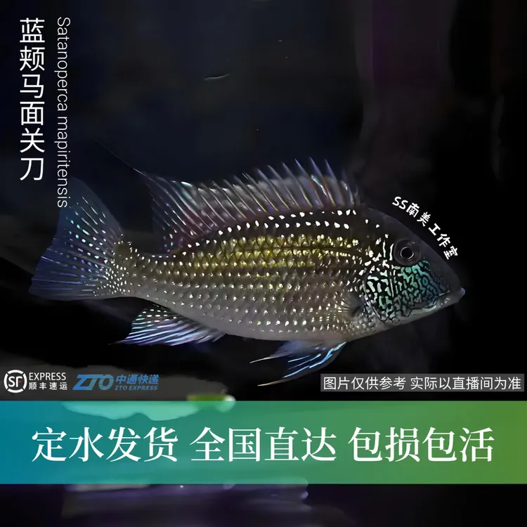 SS南美工作室 蓝颊马面关刀