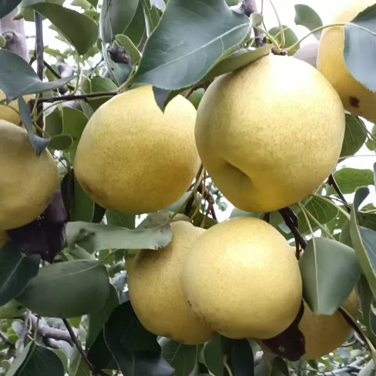 乾县泔河山区酥梨 时令水果现摘现发 纯甜爆汁