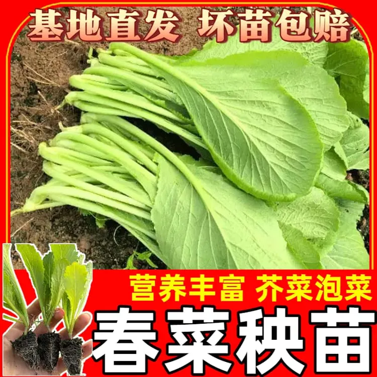 春菜秧苗带土四季春菜当季青菜当季蔬菜苗秋冬种植的各种菜苗秧苗