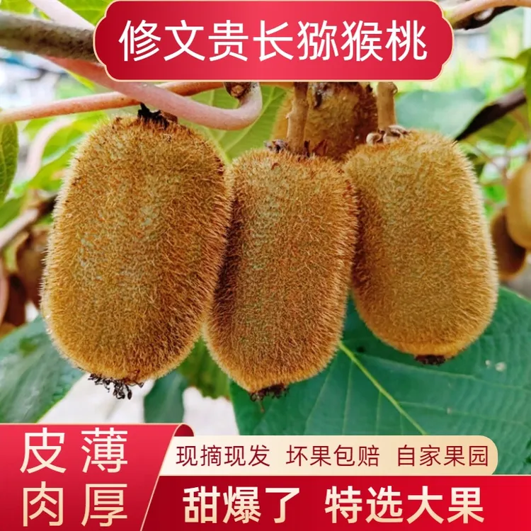 贵长正宗贵州修文产地直销新鲜贵长猕猴桃新鲜采摘水果脆甜贵阳
