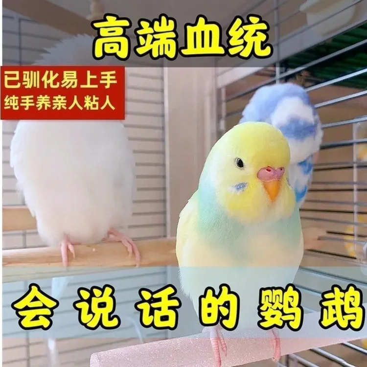 大头虎皮鹦鹉活鸟金彩宠物会学说话亲人观赏手养幼鸟