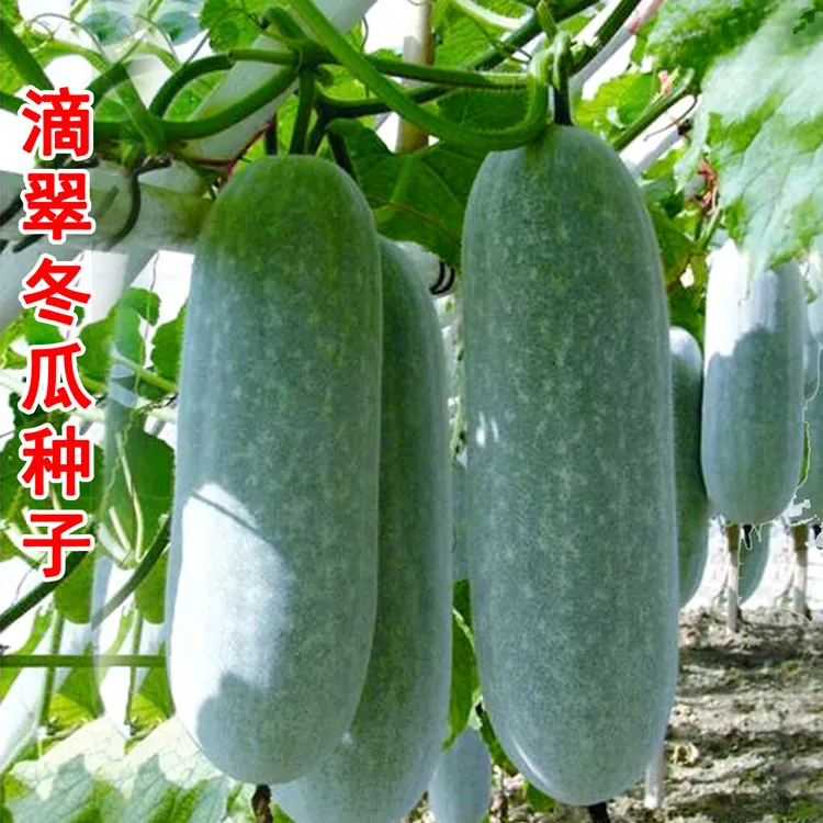  香冬瓜种子滴翠迷你小冬瓜籽涮火锅熬汤四季种露天大棚蔬菜种子