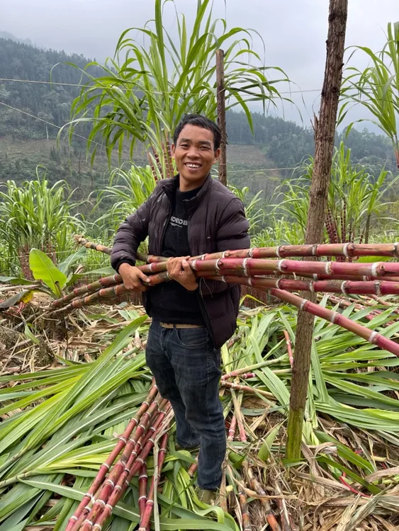 云南脆皮甘蔗（牛老板推荐）现砍现发脆甜可口普选农家自种脆皮甘蔗
