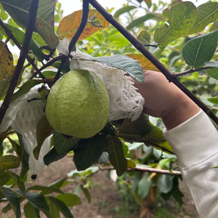 广东惠州芭乐/番石榴/白仔好好吃