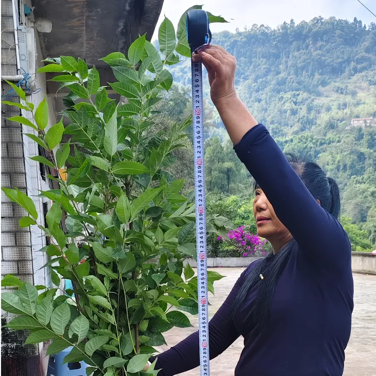 四川黄柏树苗厚皮黄柏川黄柏苗地径1~1.5cm（移栽苗）