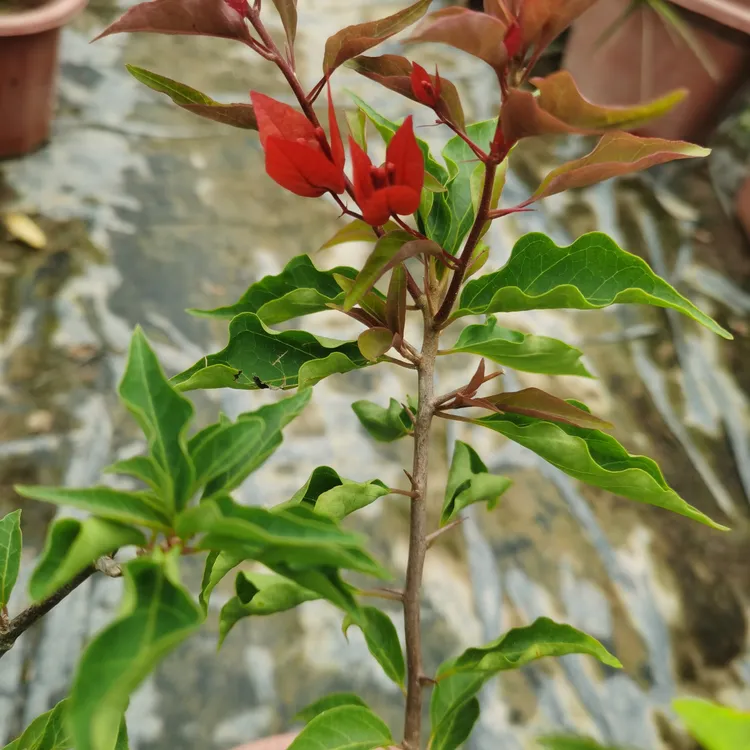 原生大棵热火桑巴绿植袋苗三角梅四季开花基地发货樱花草