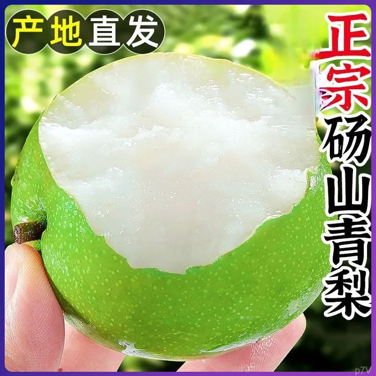 2025砀山青皮蜜梨脆甜无渣皇冠梨包邮当季头茬新鲜梨子水果砀山梨