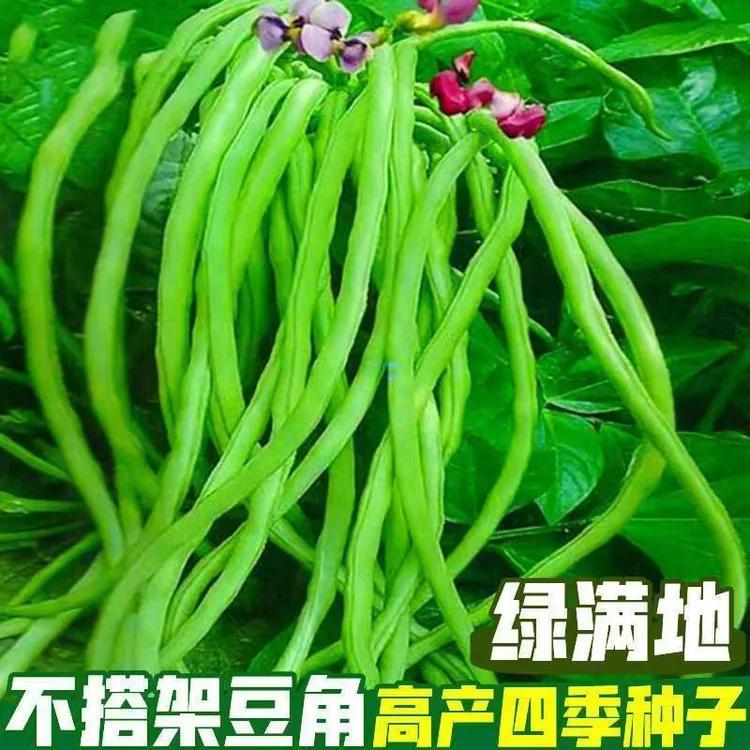 四季种植摘不败无架长豆角不用搭架子的长豆角蔬菜四季播蔬菜种子