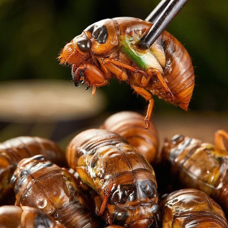 2025秦岭金蝉新鲜速冻爬叉知了猴高蛋白饭店下酒菜