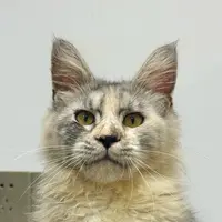 来了姊妹-银补丁缅因猫-妹妹-53