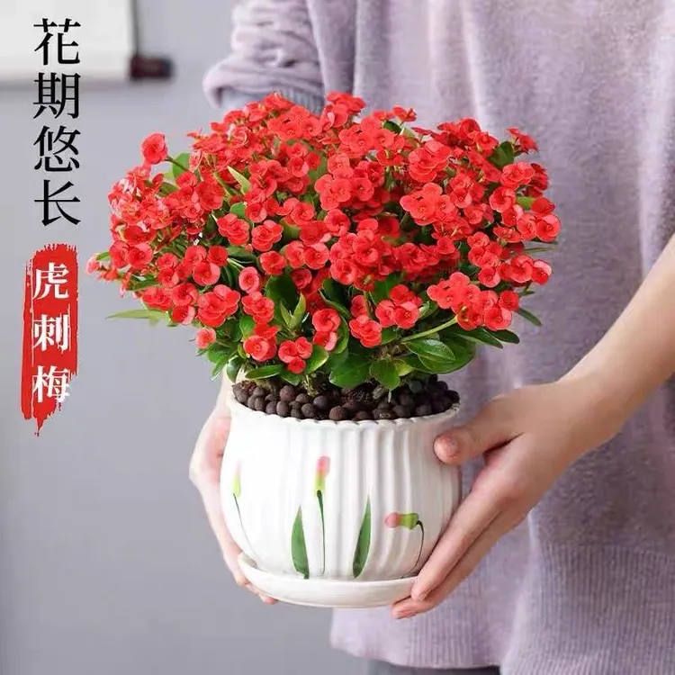 虎刺梅花卉盆栽室内阳台易活植物四季开花铁海棠花