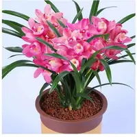 兰花【变色龙带3-4支花剑】鲜花花卉年宵花好养浓香型-免费保温发货