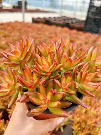 【福袋红日】带盆带土发货 云南维维多肉 新手好养  多肉植物