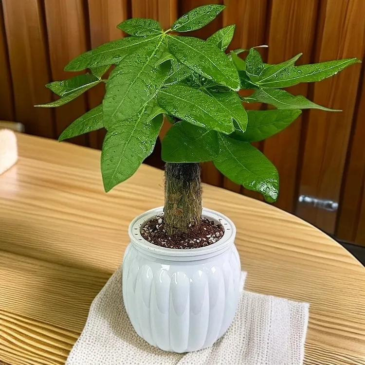财源广进发财树盆栽室内耐旱绿植办公桌客厅好养