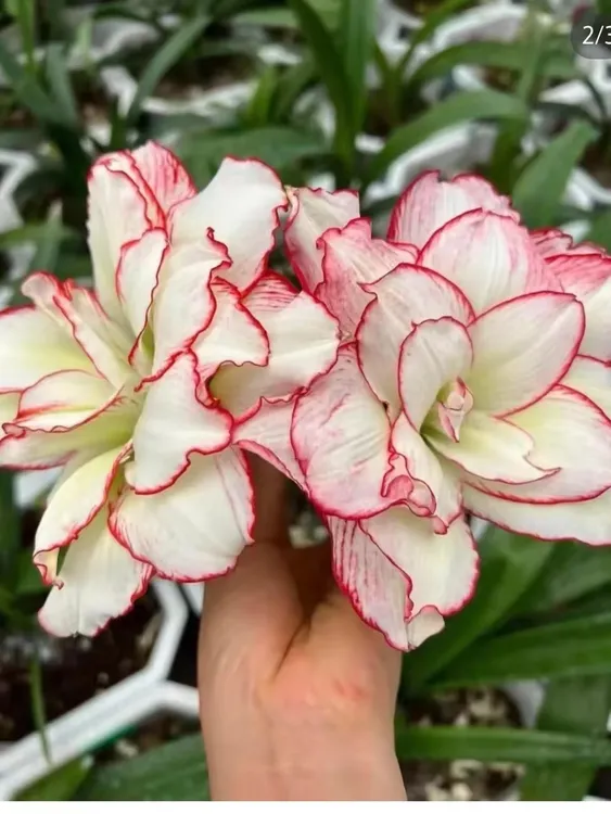 【皮皮】澳洲朱顶红切球苗