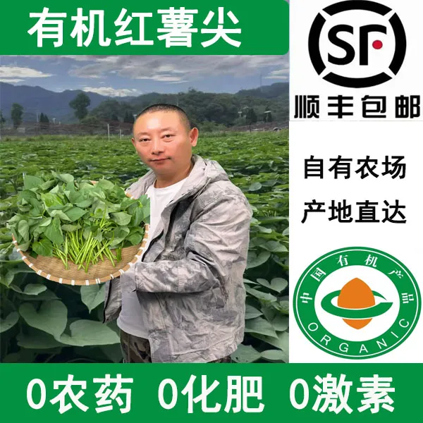 【阿斌生鲜专属】有机地瓜叶现摘现发当季新鲜蔬菜新鲜地瓜叶红薯叶