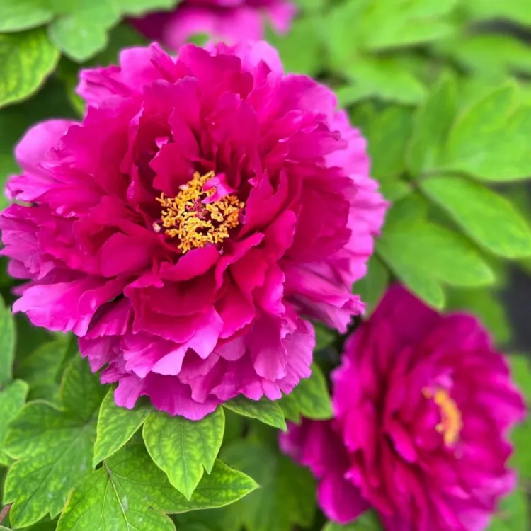 洛阳正宗重瓣千层盆栽【洛阳红】带芽孢基地直发室内外观赏