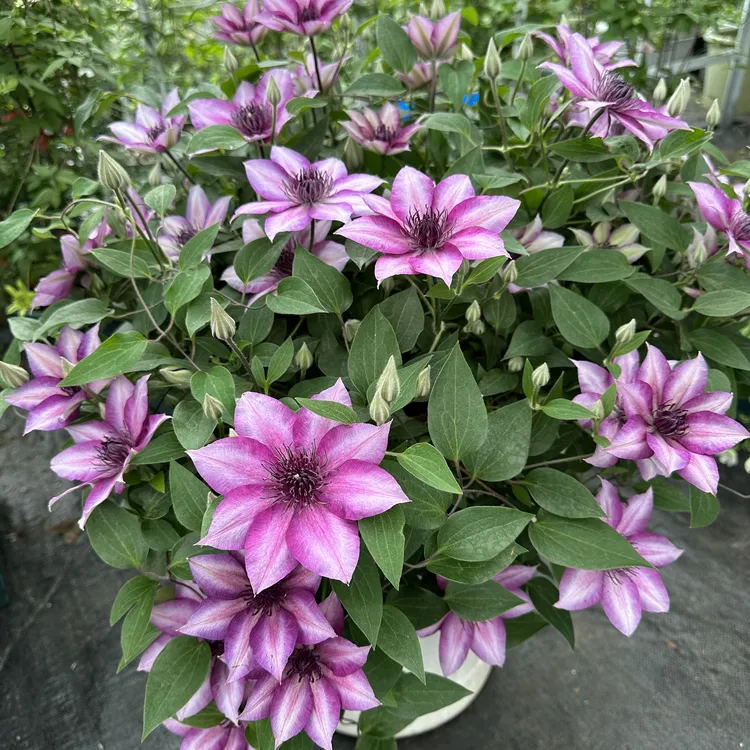 【华客】铁线莲 F16方盆