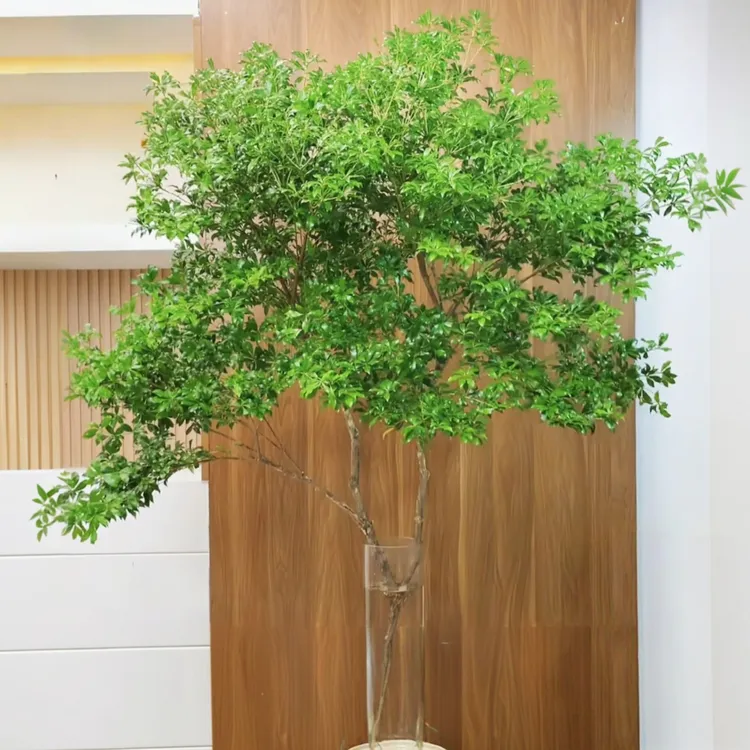 马醉木|日系小森林进口轻奢鲜切水培花材马醉木
