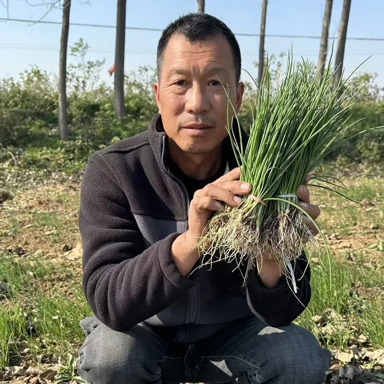白向丽专享水果洋葱秧苗(小苗 嫌小勿拍)