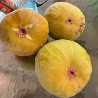 【顺丰包邮】树上糖包子早黄无花果早熟糖心无花果软糯香甜