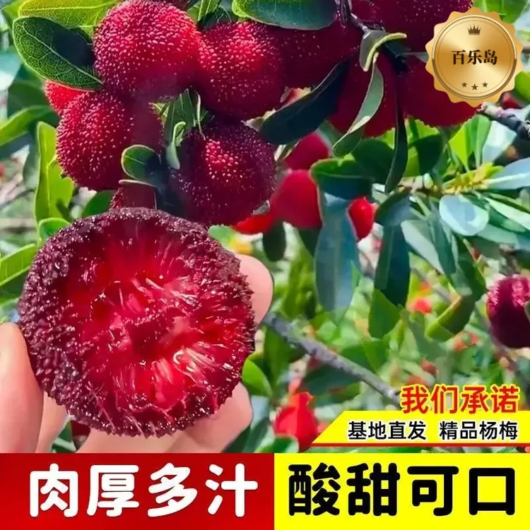 正宗东魁杨梅树苗矮化杨梅苗南北方种植地栽果树苗商品图