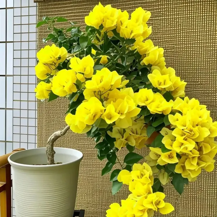 稀有品种【柠檬女郎】黄色三角梅花卉绿植盆栽盆景阳台客厅庭院勤花