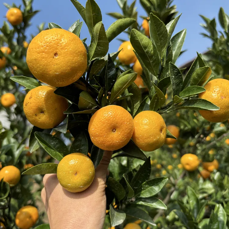 江西南丰早熟蜜广现摘现发，皮薄多汁，甜过初恋！