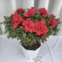 Q含盆【红杜鹃】独干杜鹃花盆栽室内外绿植庭院阳台花卉带花苞好养