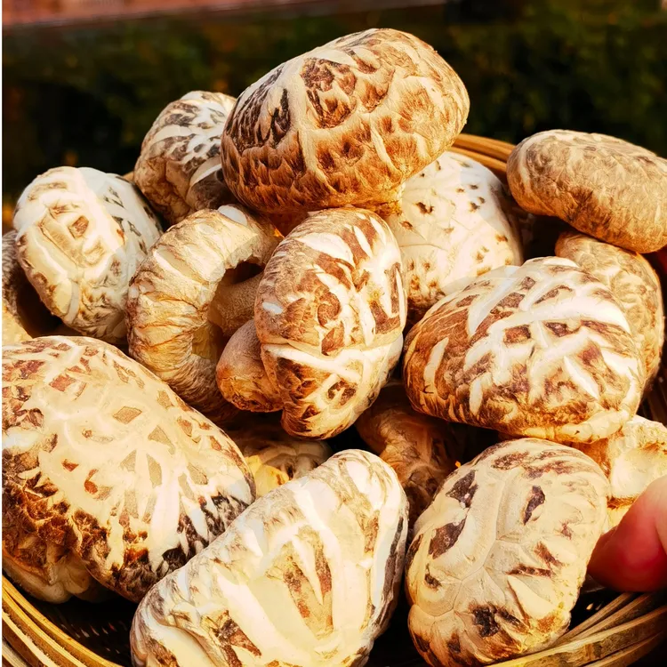 云南大山里赶集土特产 天山雪莲菌