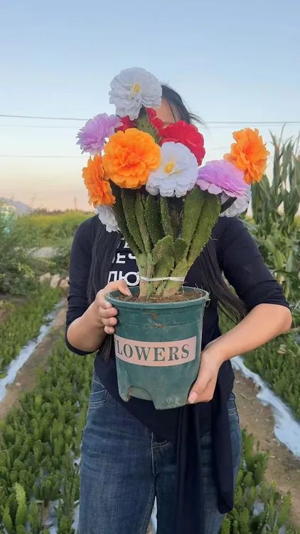 新品翡翠千手观音仙人掌懒人花四季耐寒南北种植大花浓香