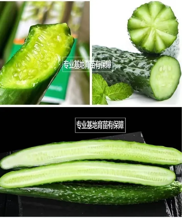 产地直发水果黄瓜苗可生吃凉拌的应季蔬菜苗