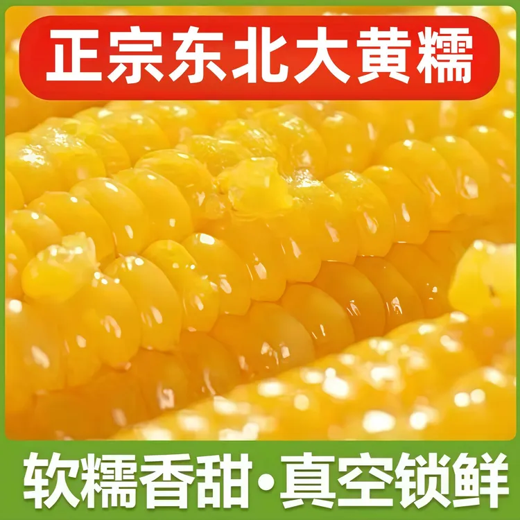 正宗东北黄糯玉米黏玉米早餐粗粮当季头茬产地直发整箱特价批发