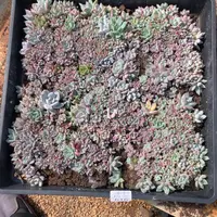 云糖心多肉植物616