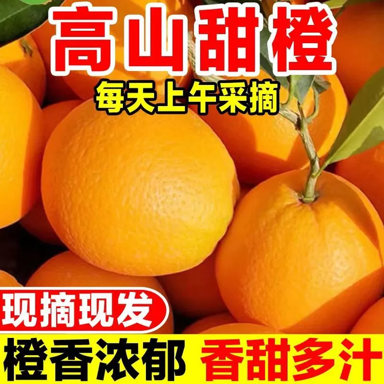 【爆甜多汁】正宗高山甜橙脐橙新鲜现摘应季水果清甜爆汁现摘现发
