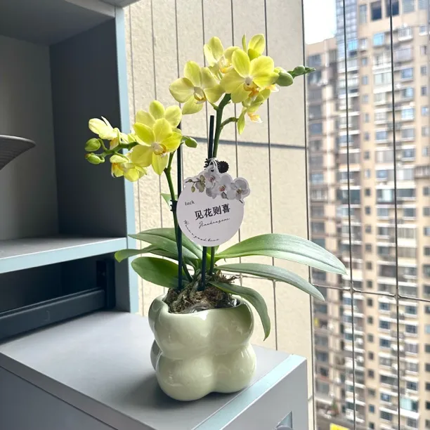 拉巴斯蝴蝶兰盆栽盆景室内客厅办公室桌面观花趣味花卉绿植好养