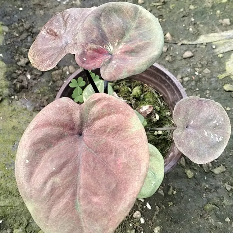 海王（中颗规格）彩叶芋室内观叶网红ins风懒人绿植盆栽