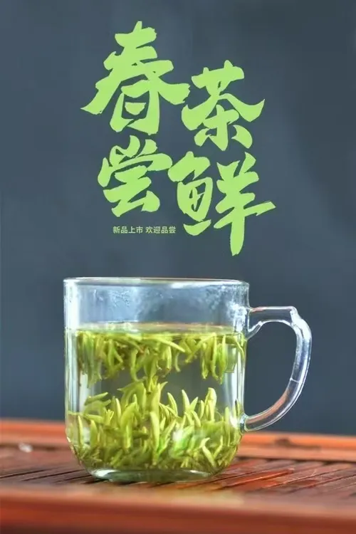 【2025】800米黄山风景区西大门  上岭村高山绿茶明前嫩芽兰花香