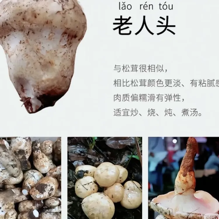 云南高山特产新鲜老人头菌野生菌上海发货包邮正宗